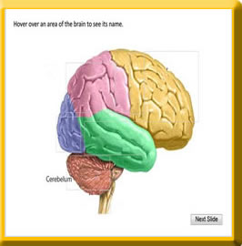 Brain Parts eLearning course